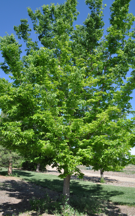 Common Hackberry #15 1.5"