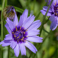 Cupid's Dart, Catananche caerulea #1
