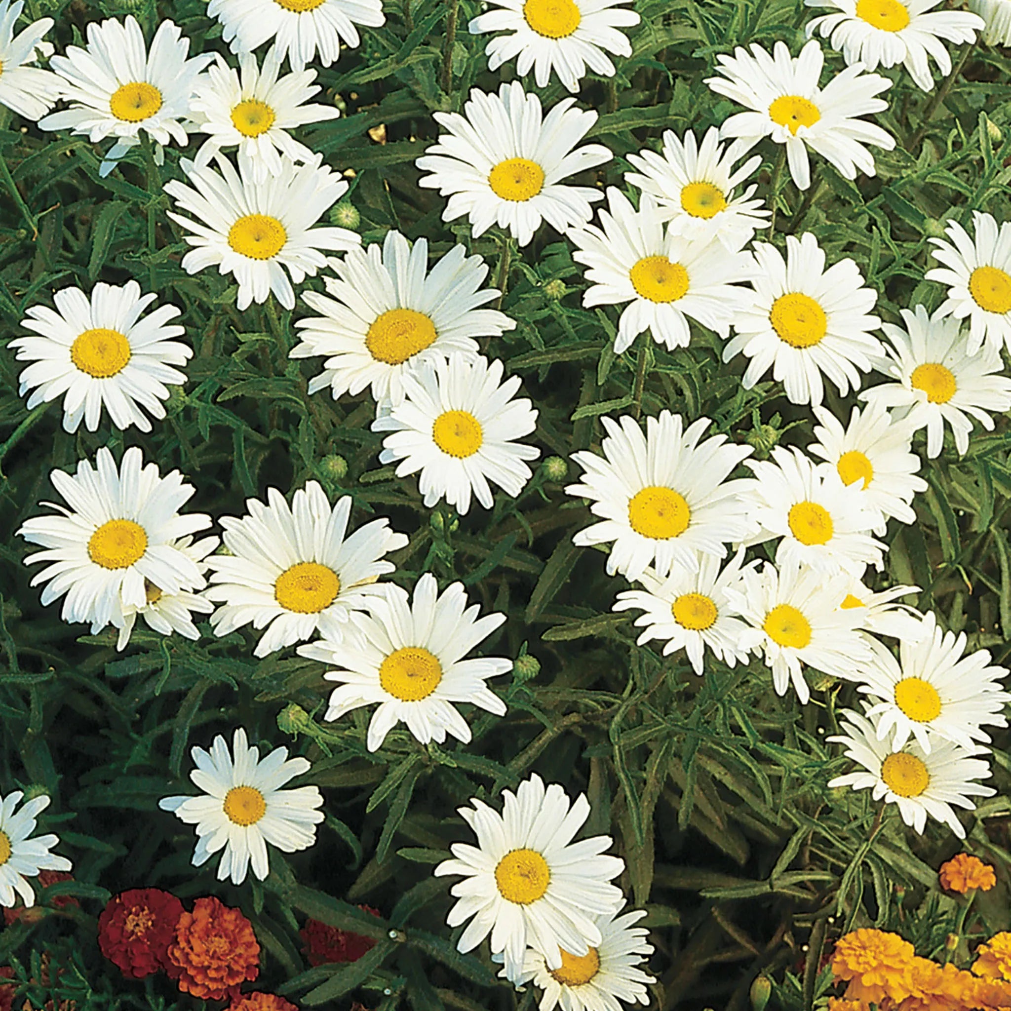 Shasta Daisy, Silver Princess