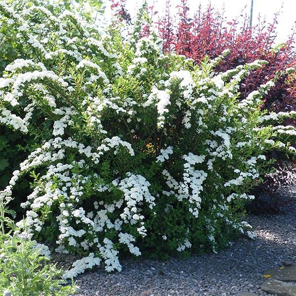 Spirea, Snowmound #5