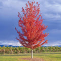 Autumn Blaze® Maple #25