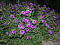 Desert four o'clock, Mirabilis multiflora