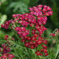 Achillea mil New Vintage™ red   Ct  #1