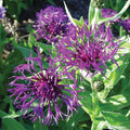 Bachelor Button, Pink Centaurea dealbata #1