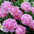 Peony Sarah Bernhardt-pink   Ct  #2