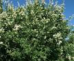 Cheyenne Privet #2 Shrub