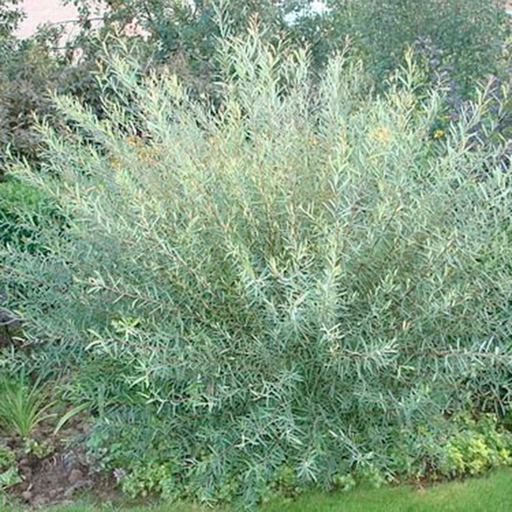 Dwarf Arctic Willow #2 Shrub