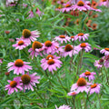 Coneflower, Magnus Purple, #1