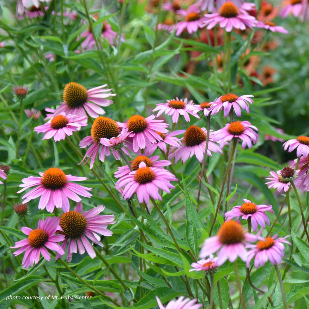 Coneflower, Magnus Purple, #1
