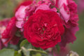Rose, Paint the Town