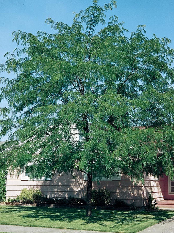 Northern Acclaim® Honeylocust (Gleditsia triacanthos var. inermis 'Harve')