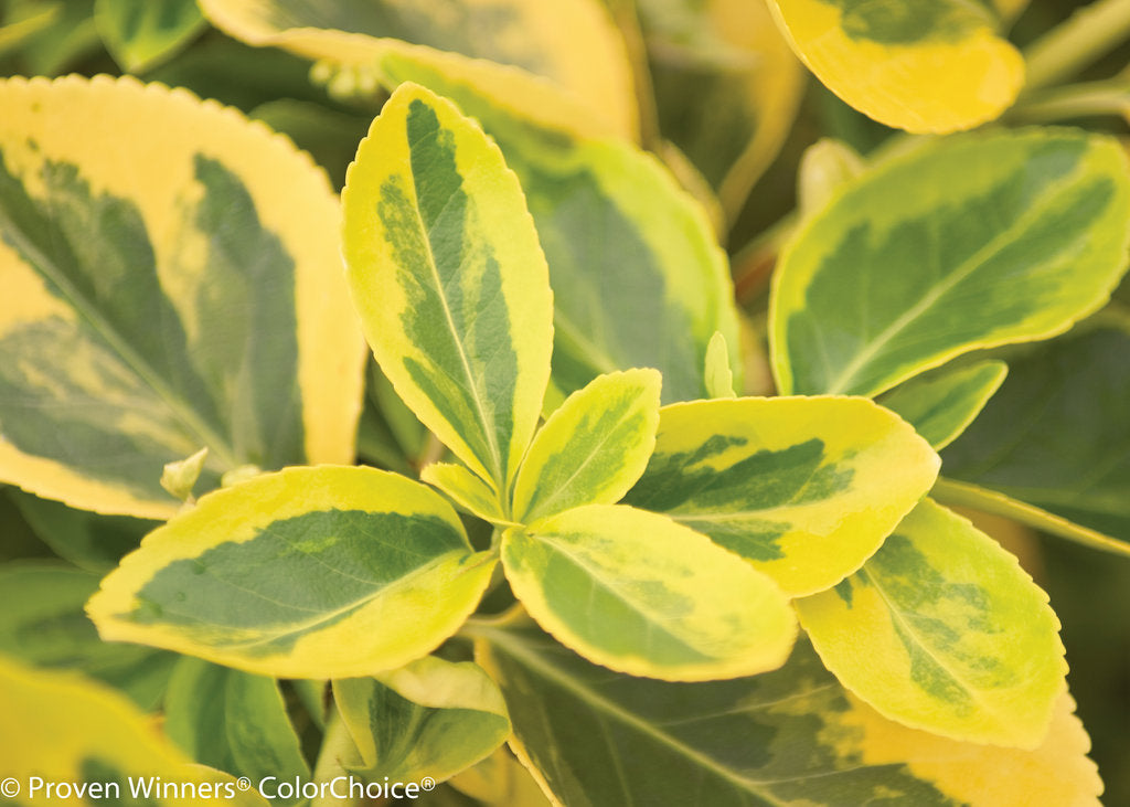 euonymus gold splash