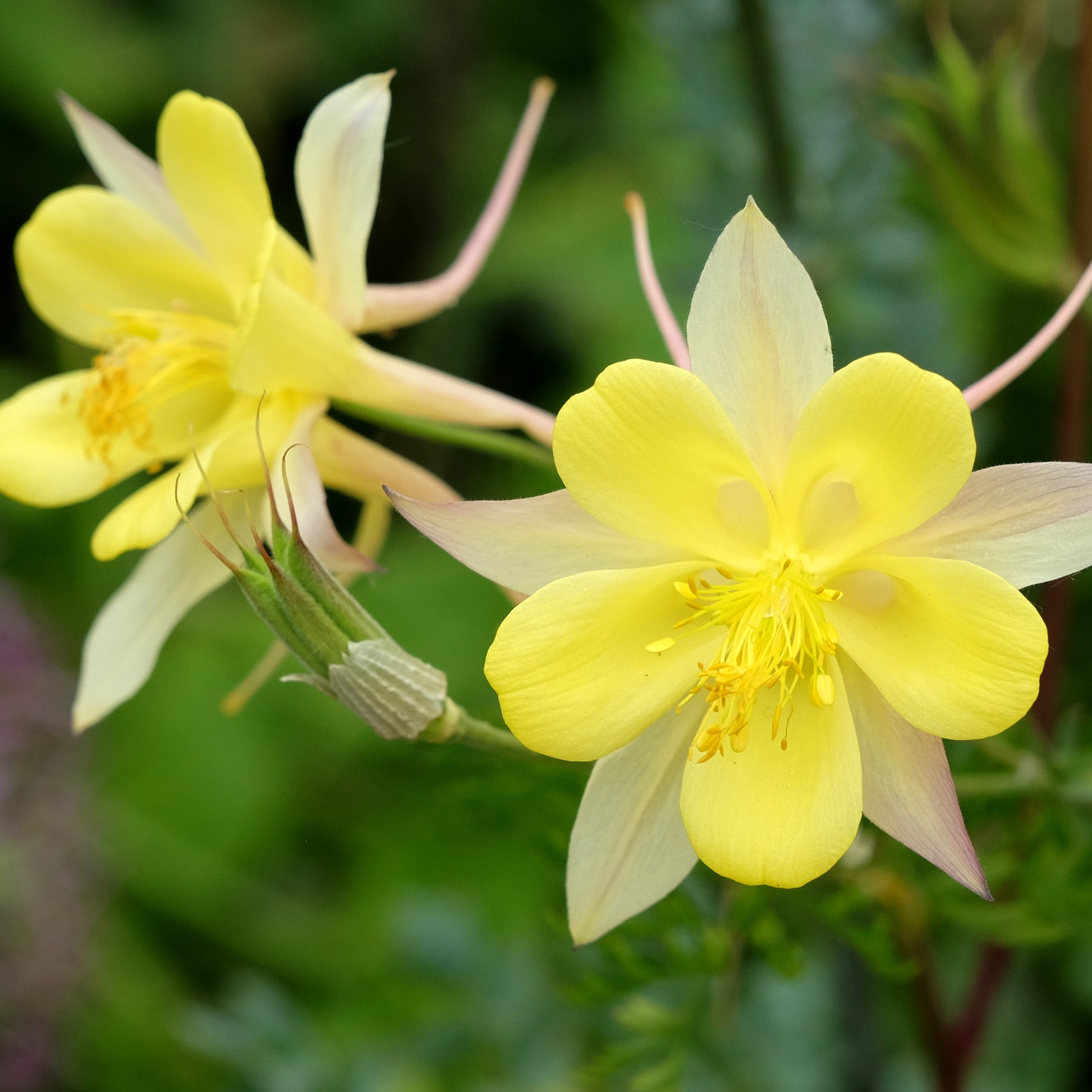 Columbine, yellow #1
