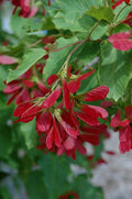 Hot Wings Tatarian Maple, #10