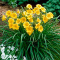 Hem Stella d'Oro Daylily-gold   Ct  #1