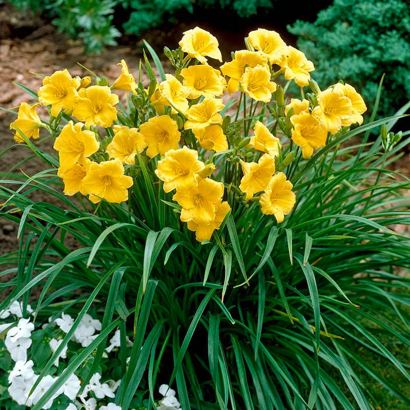 Hem Stella d'Oro Daylily-gold   Ct  #1