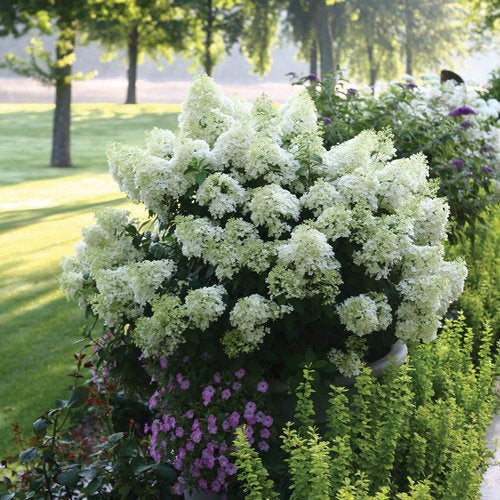 Bobo® Hydrangea (Hydrangea paniculata Bobo®)