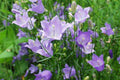 Harebell, Blue, cam. rotu. Olympica