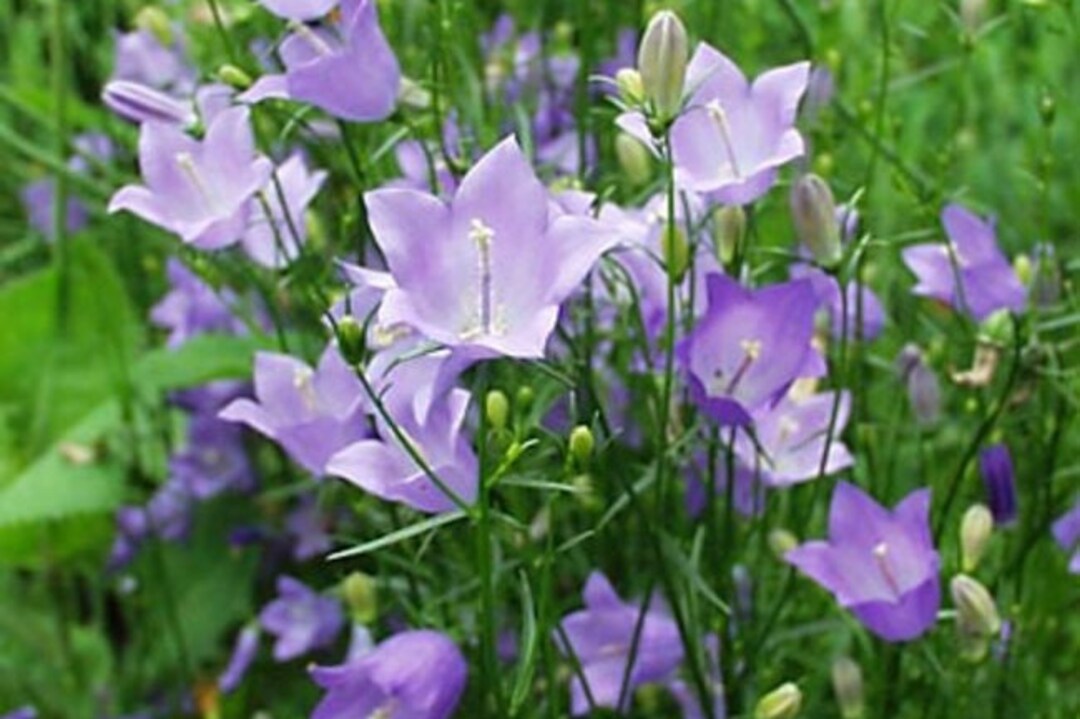 Harebell, Blue, cam. rotu. Olympica