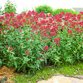 Jupiters Beard, Red Valerian, Centranthus ruber