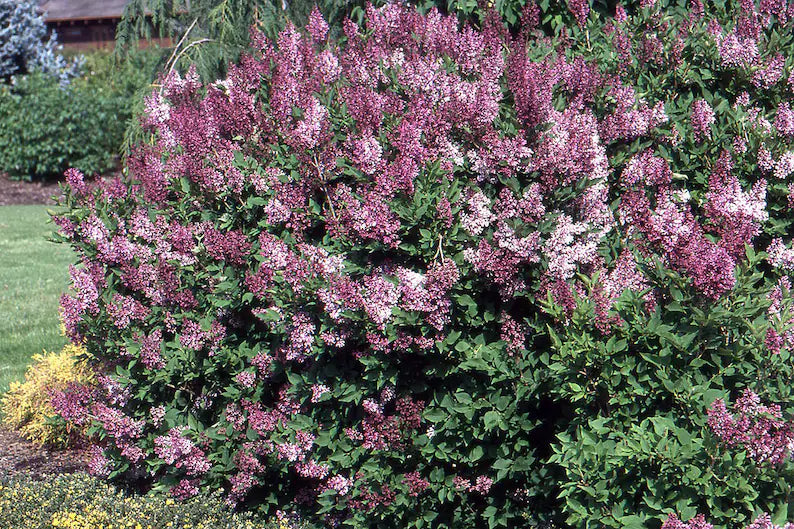 Syr pat Miss Kim Lilac-lilac   Ct  #2
