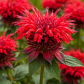 Bee Balm, Fireball #1