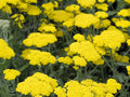 Little Moonshine Yarrow-yellow #1