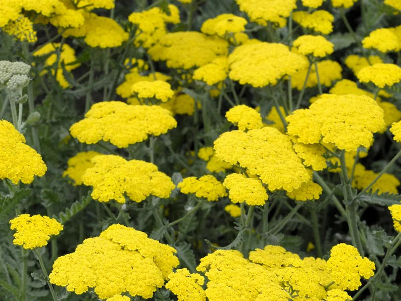 Little Moonshine Yarrow-yellow #1