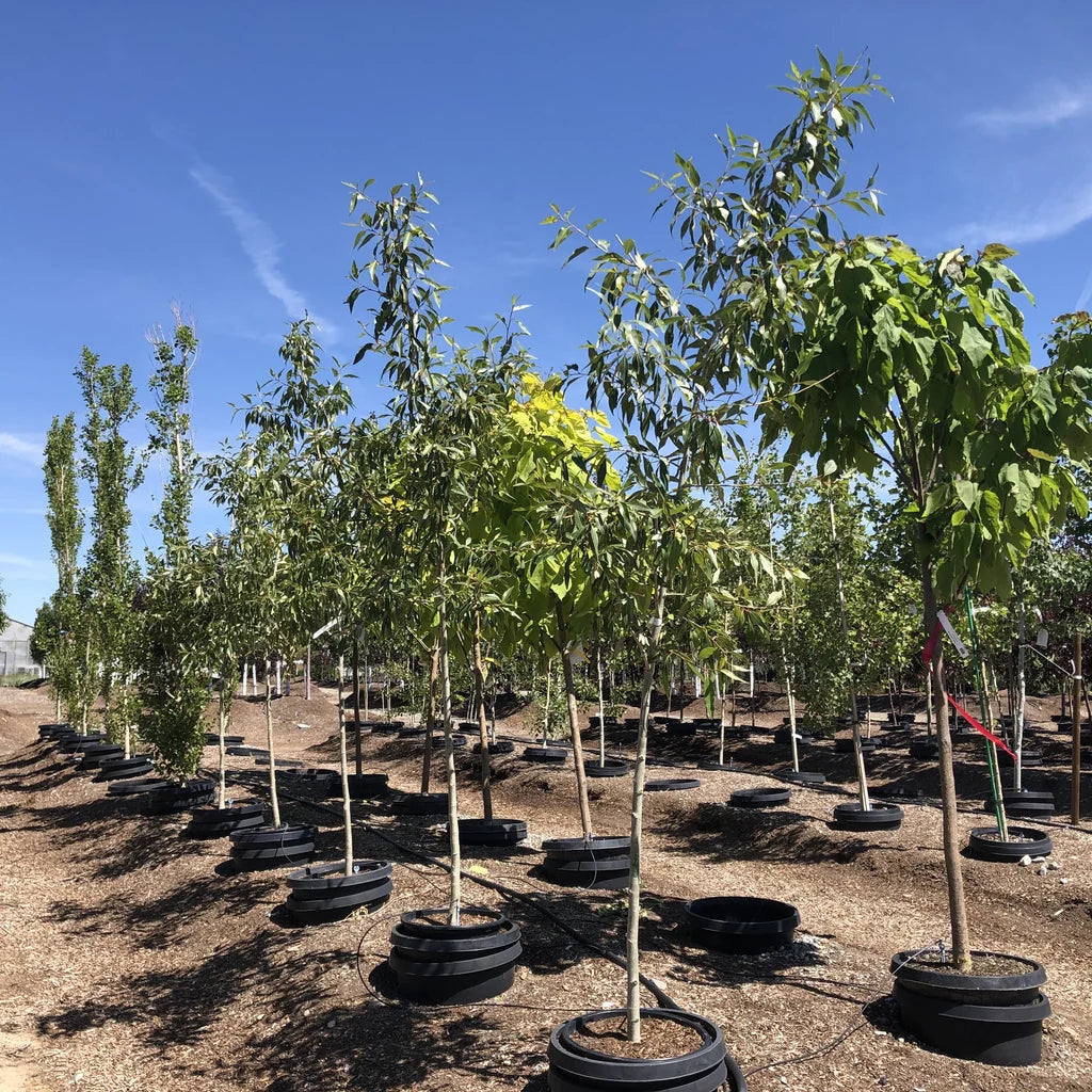 Narrowleaf Poplar #10 1¼"
