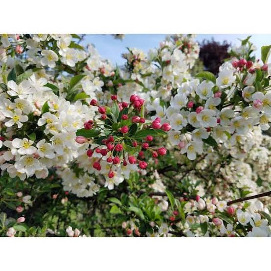 Dolgo Crabapple #5