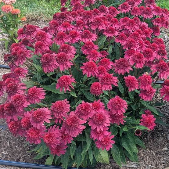 Coneflower Double Scoop Watermelon #1