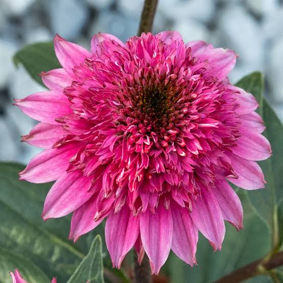 Coneflower Double Scoop Watermelon #1