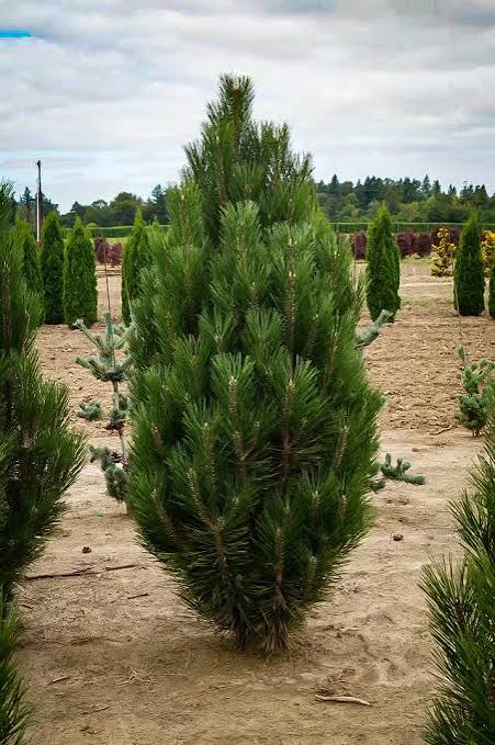 Arnold Sentinel Austrian Black Pine #15