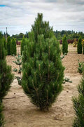 Arnold Sentinel Austrian Black Pine #15