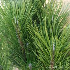 Arnold Sentinel Austrian Black Pine #15