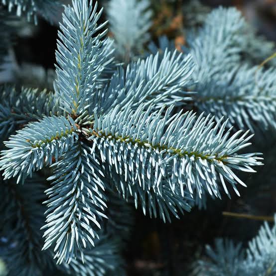 Hoopsii Spruce #10