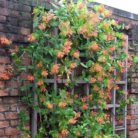 Dropmore Scarlet Honeysuckle #1