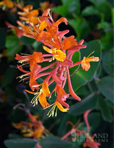 Dropmore Scarlet Honeysuckle #1