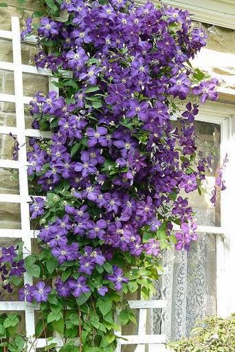 Jackmanii Superba Clematis #1