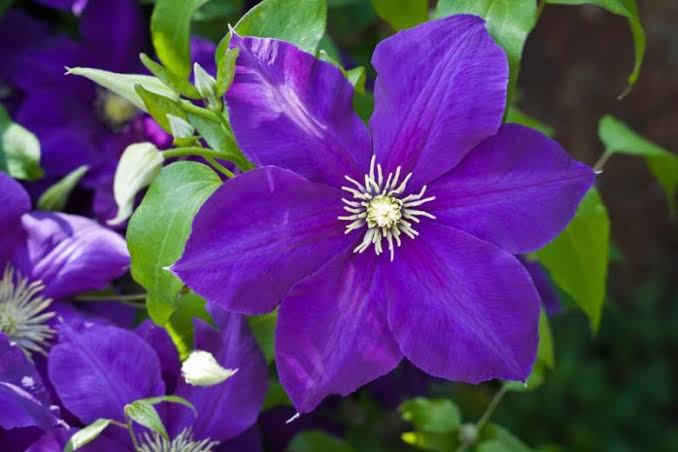 Jackmanii Superba Clematis #1