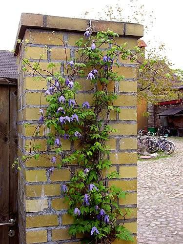 Blue Bird Clematis #1
