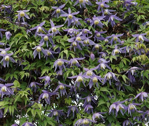 Blue Bird Clematis #1
