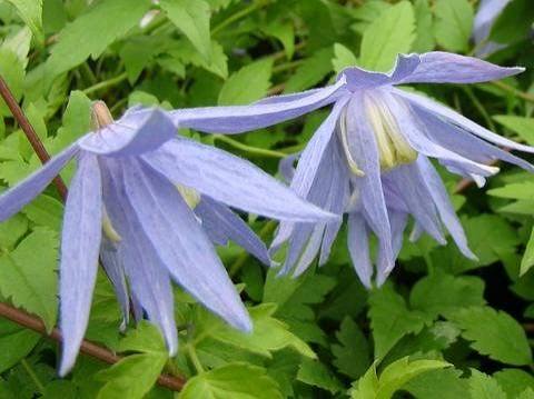 Blue Bird Clematis #1