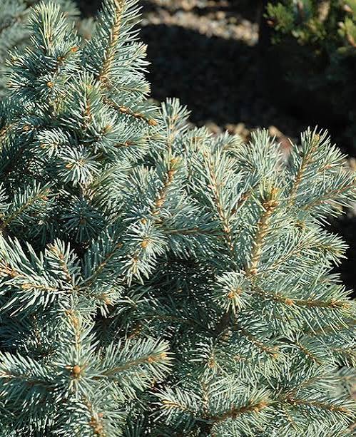 'Sester Dwarf'® Spruce