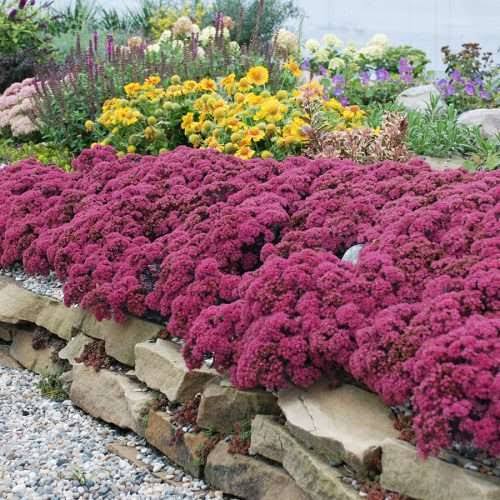 SunSparkler Dazzleberry Sedum #1