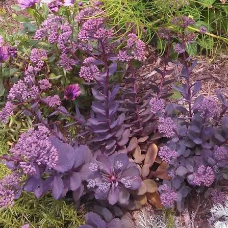 SunSparkler Dazzleberry Sedum #1