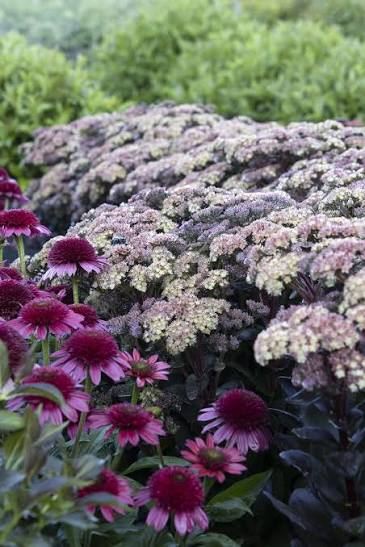 Conga Line Sedum #1