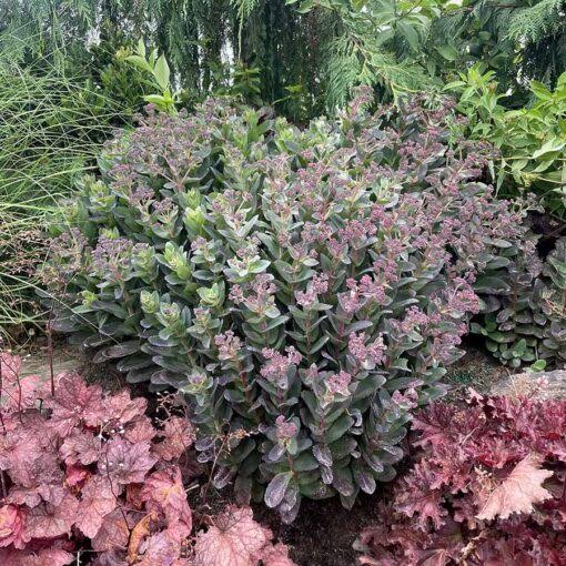 Conga Line Sedum #1