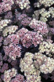 Conga Line Sedum #1