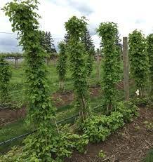 Willamette Raspberry #2